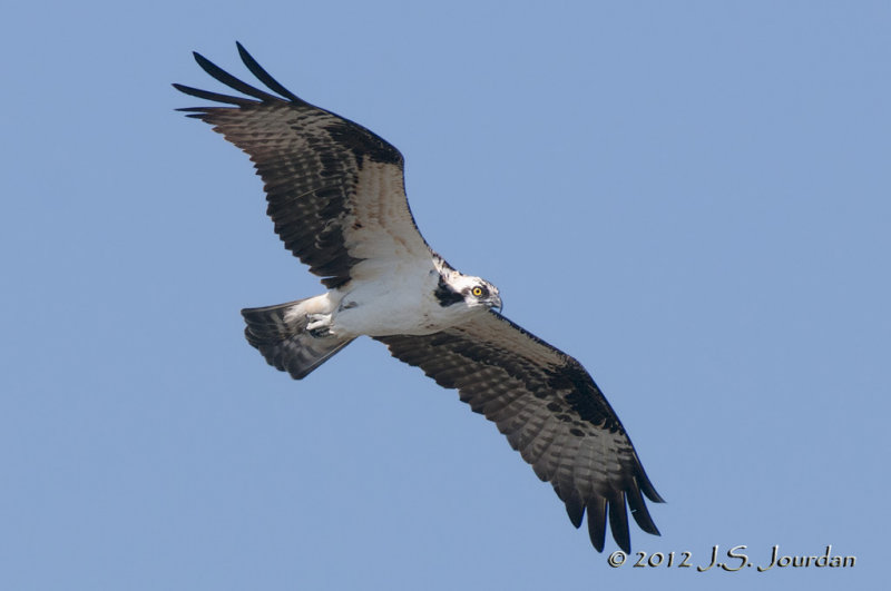 Osprey012_6500b.jpg