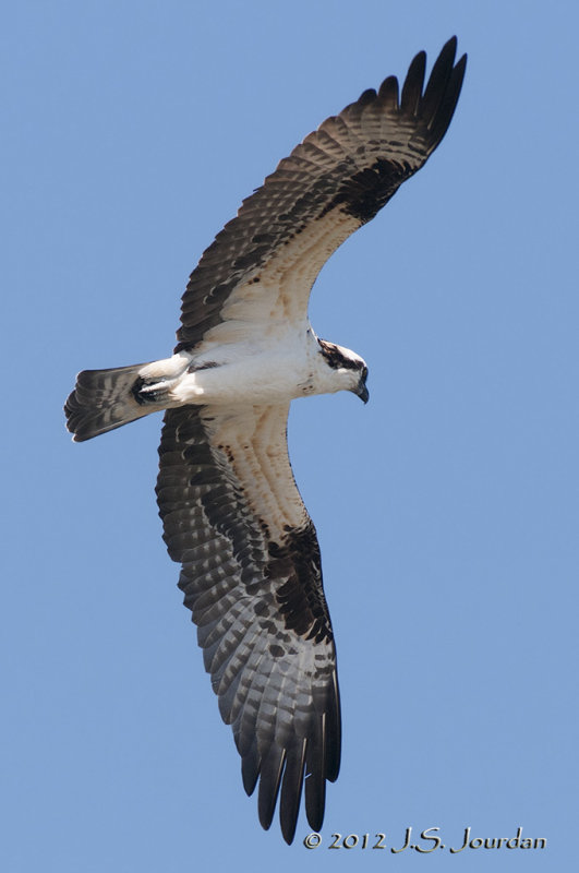 Osprey012_6508b.jpg