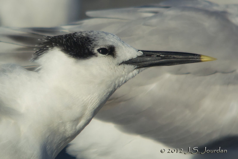 SandwichTern7192b.jpg