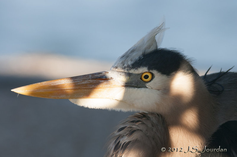 GreatBlueHeron012_6754b.jpg