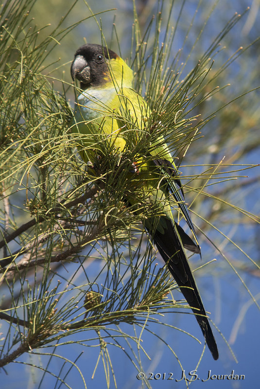 Black-hoodedParakeet7487b.jpg