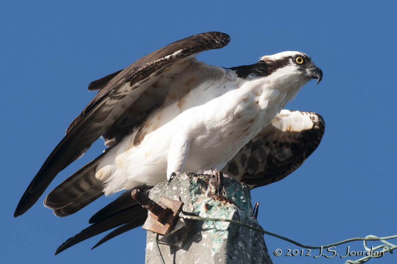 Osprey012_6795b.jpg