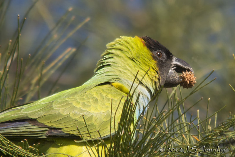 Black-hoodedParakeet7522b.jpg