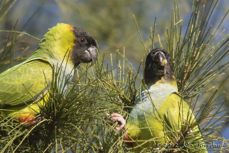 Black-hoodedParakeet7562b.jpg