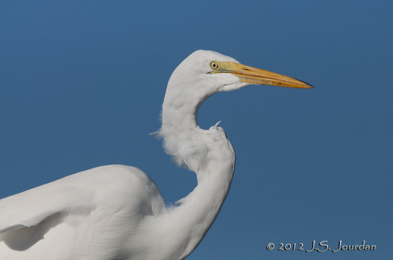 GreatEgret012_6873b.jpg