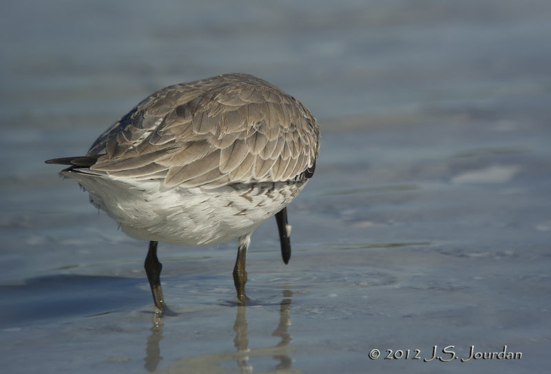RedKnot7809b.jpg