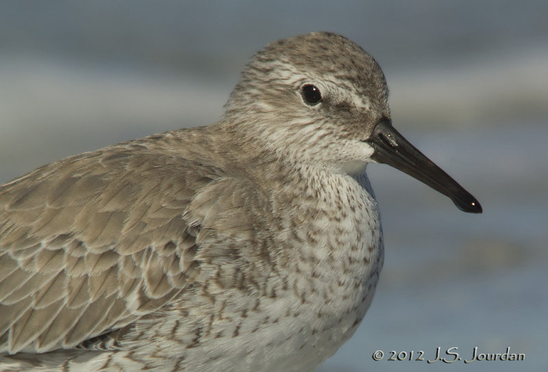 RedKnot7833b.jpg