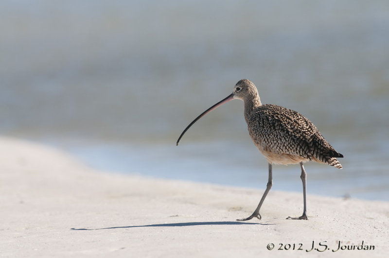 LongbilledCurlew012_7163b.jpg