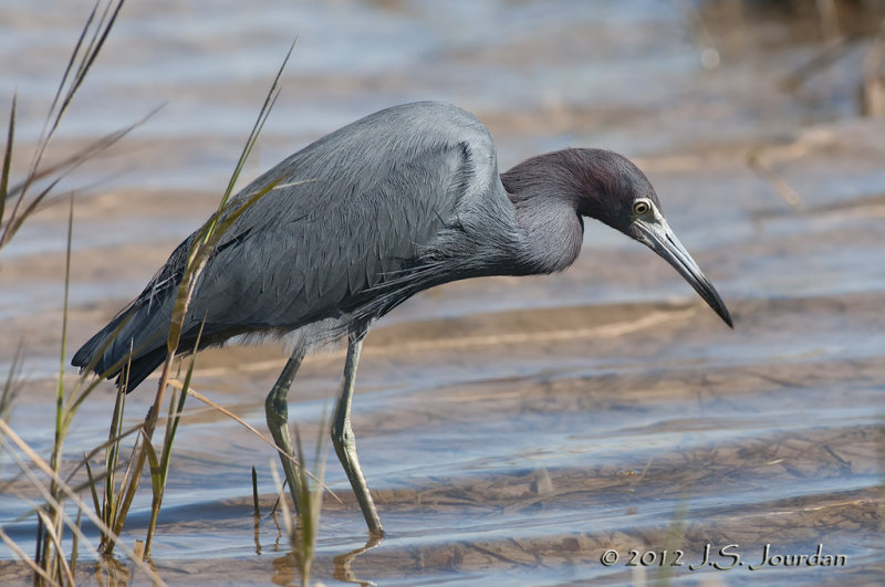 LittleBlueHeron012_7269b.jpg