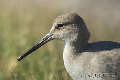 Willet6392b.jpg