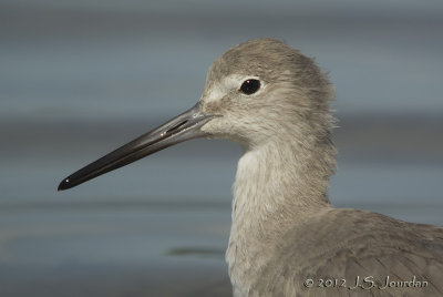 Willet6740b.jpg