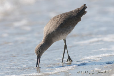 Willet012_6341b.jpg