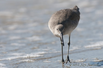 Willet012_6352b.jpg
