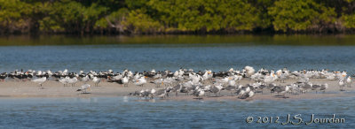 Black Skimmer