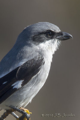 LoggerheadShrike7699b.jpg