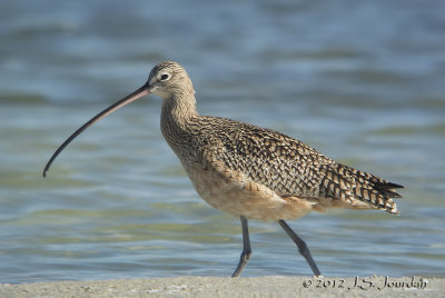 Long-billed Curlew