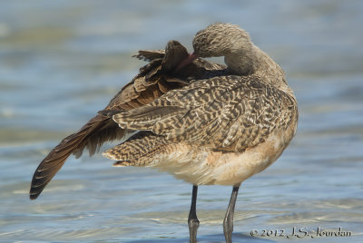 Marbled Godwit