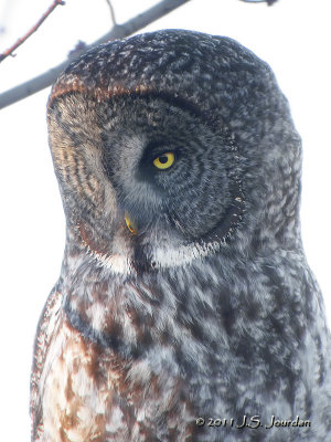Great Gray Owl