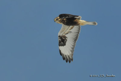 RoughleggedHawk011_5739b.jpg