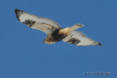 RoughleggedHawk011_5749b.jpg