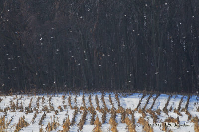 Snow Bunting