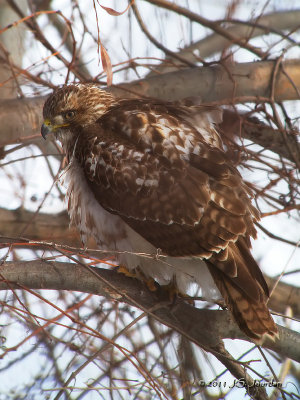 RedtailedHawk0383b.jpg