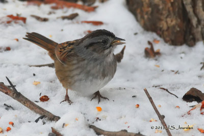 SwampSparrow011_5924b.jpg