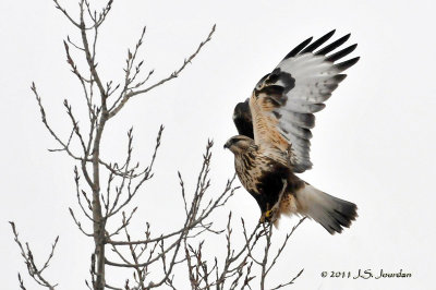 RoughleggedHawk011_6419b.jpg