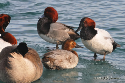 Canvasback_Redhead011_7000b.jpg