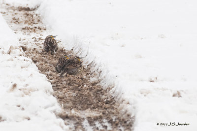 EasternMeadowlark011_7768b.jpg