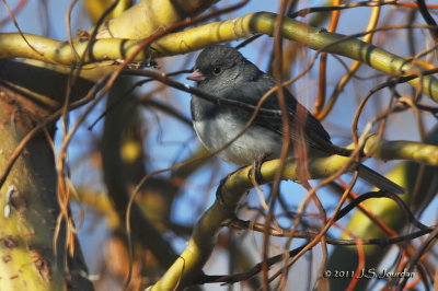 DarkeyedJunco_011_9960b.jpg