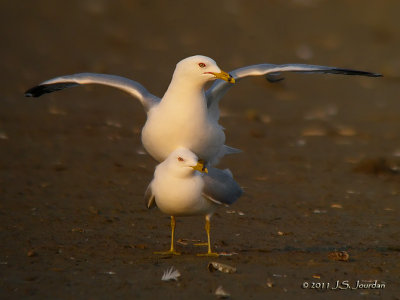 RingbilledGull1626b.jpg
