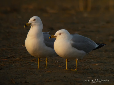 Ring-billed Gull