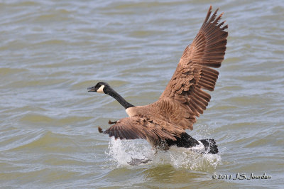 CanadaGoose_011_1887b.jpg