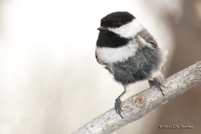 BlackcappedChickadee_011_2278b.jpg