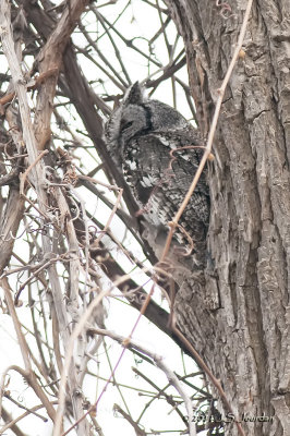 Eastern Screech-Owl