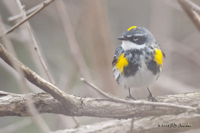 YellowrumpedWarbler_011_2254b.jpg