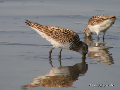 WhiterumpedSandpiper2471b.jpg