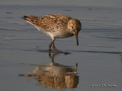 White-rumped Sandpiper