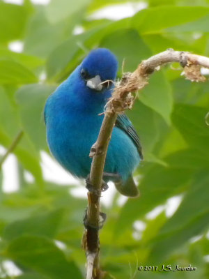 IndigoBunting2703b.jpg