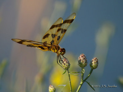 HalloweenPennant3001b.jpg