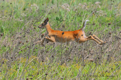 WhitetailDeer_011_7392b.jpg