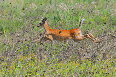 WhitetailDeer_011_7392b.jpg