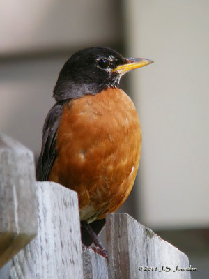 AmericanRobin3077b.jpg