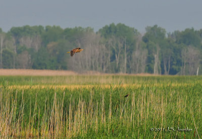 American Bittern