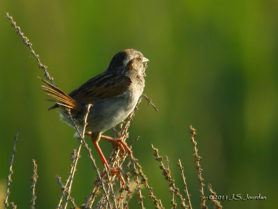 Swamp Sparrow