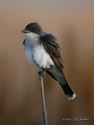 EasternKingbird3327b.jpg