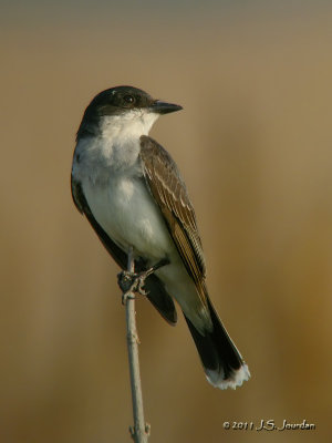 EasternKingbird3342b.jpg