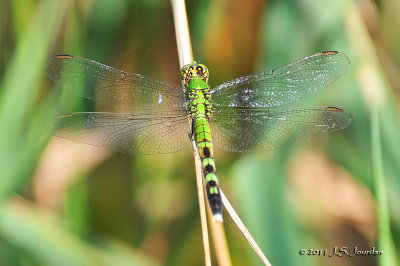 EasternPondhawk_011_7659b.jpg