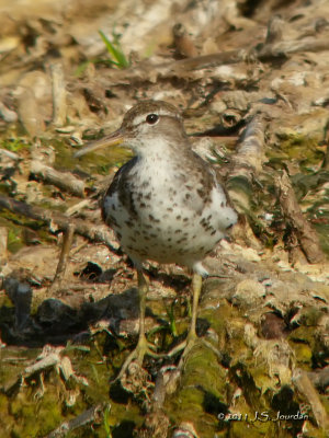 SpottedSandpiper3392b.jpg